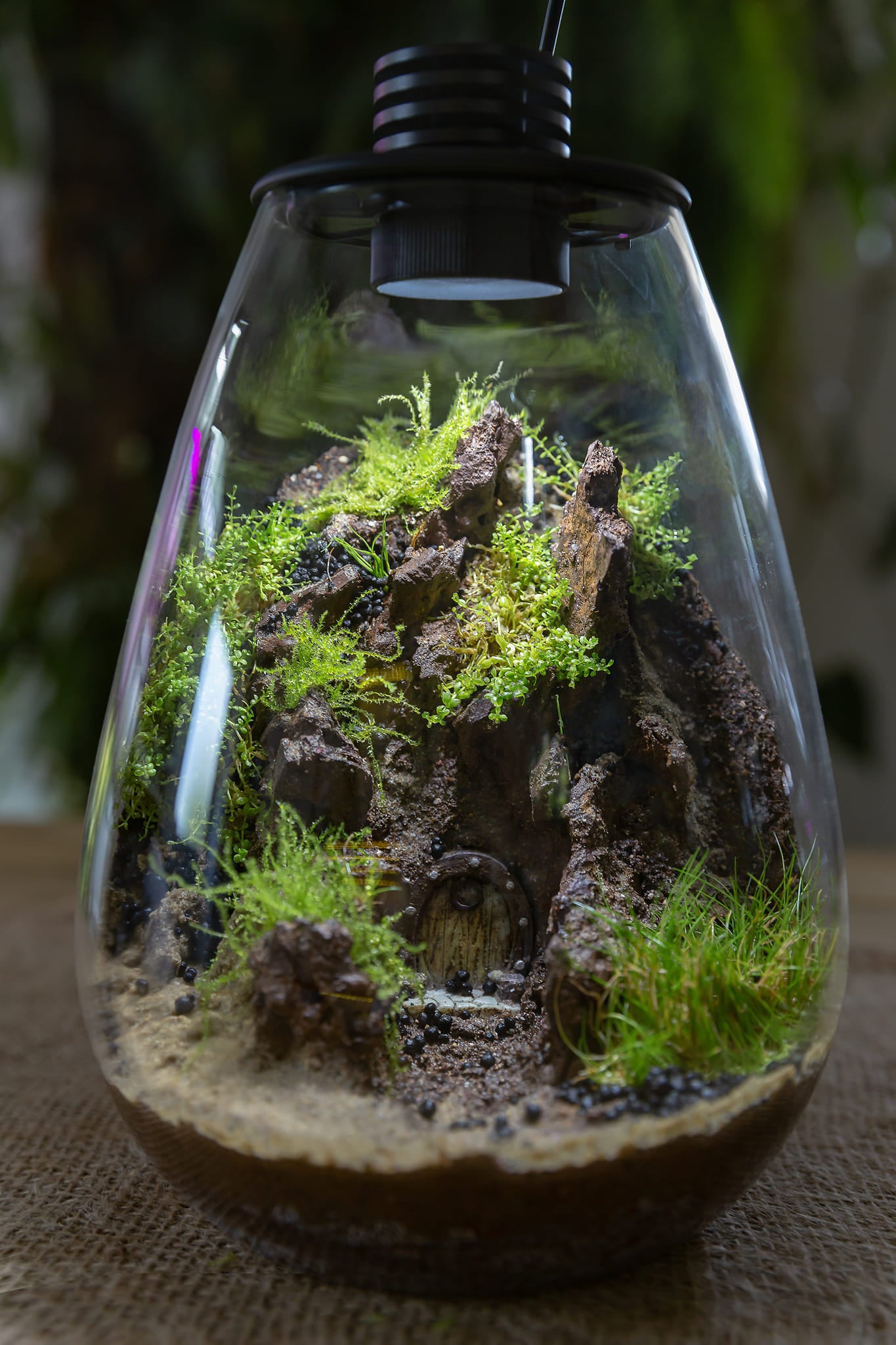 Terrarium éclairé Goutte S