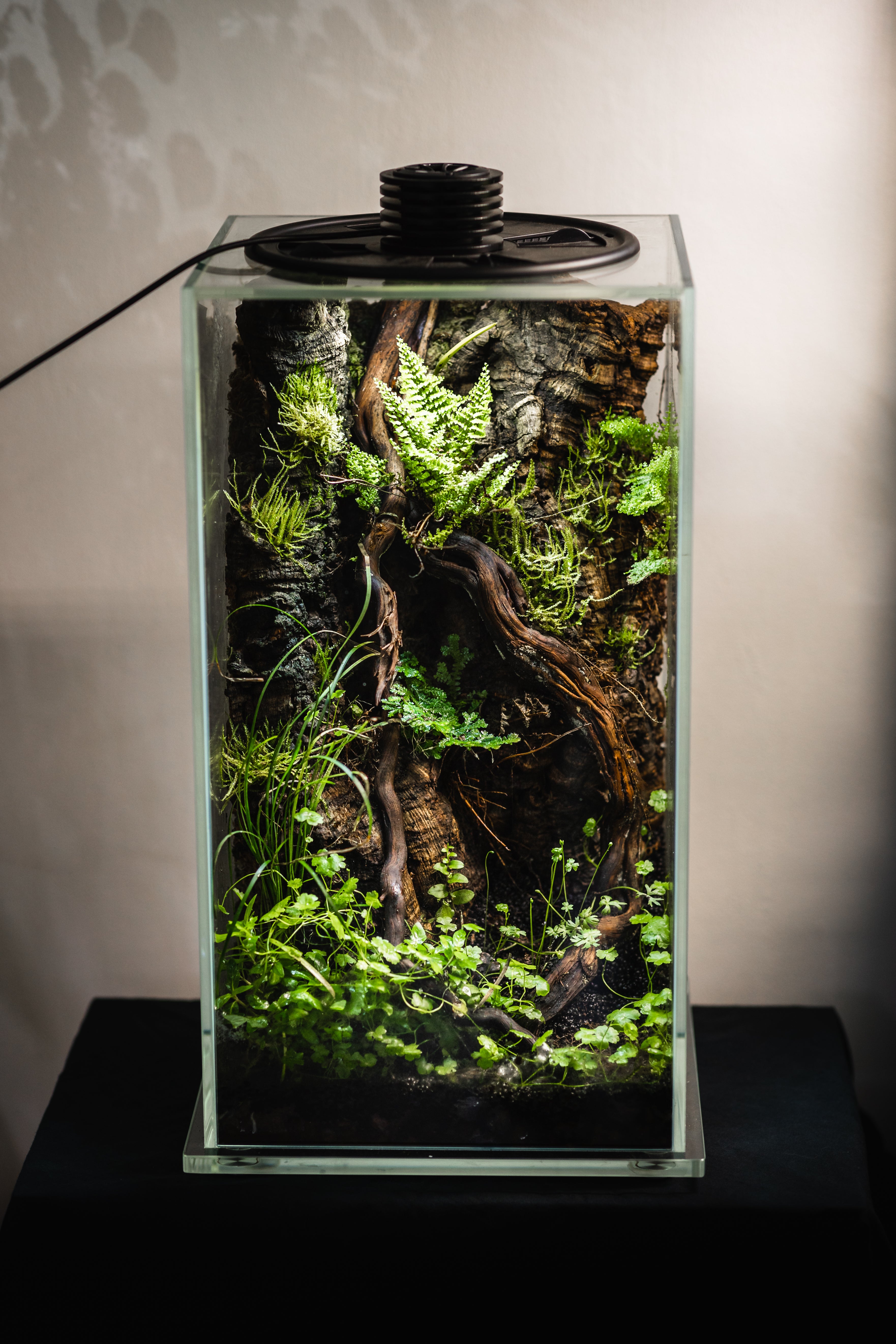Terrarium éclairé FD250