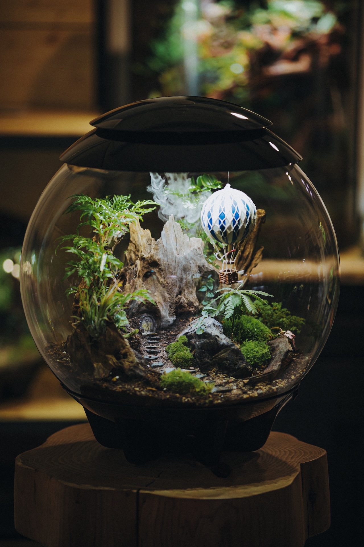Sphère terrarium avec mousse et lichen, exemple de terrarium clos bien entretenu