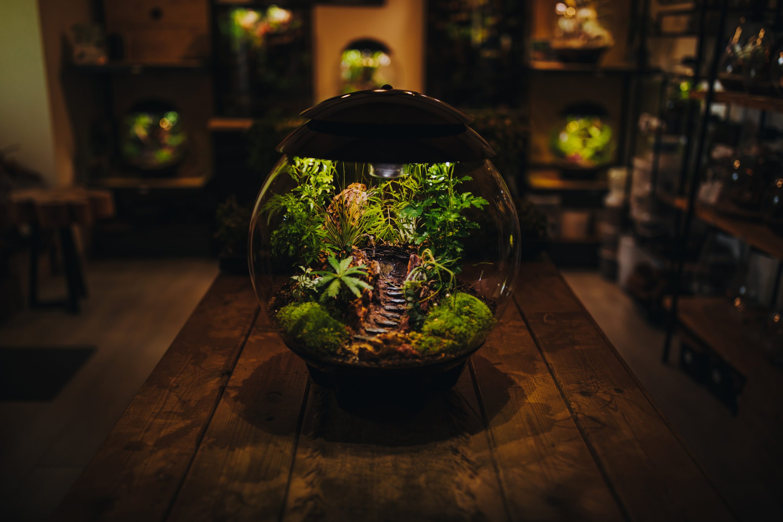 Terrarium artisanal sphérique éclairé, fait main en Morbihan