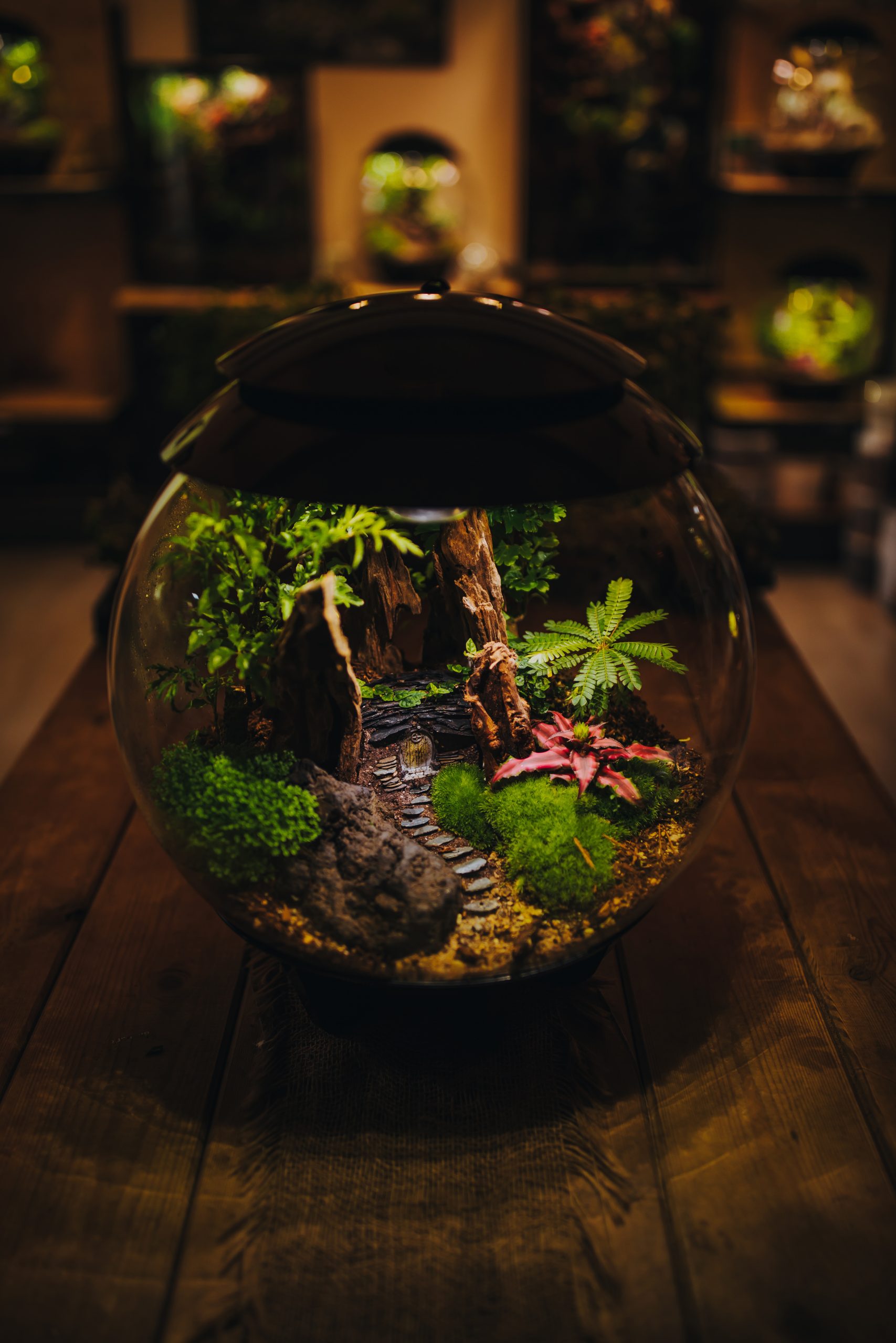 Terrarium sphérique aux fougères et mousses saines grâce à un bon entretien