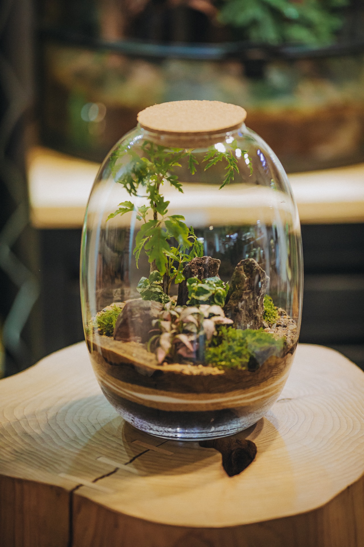 Terrarium clos en bocal ovale, simple à entretenir