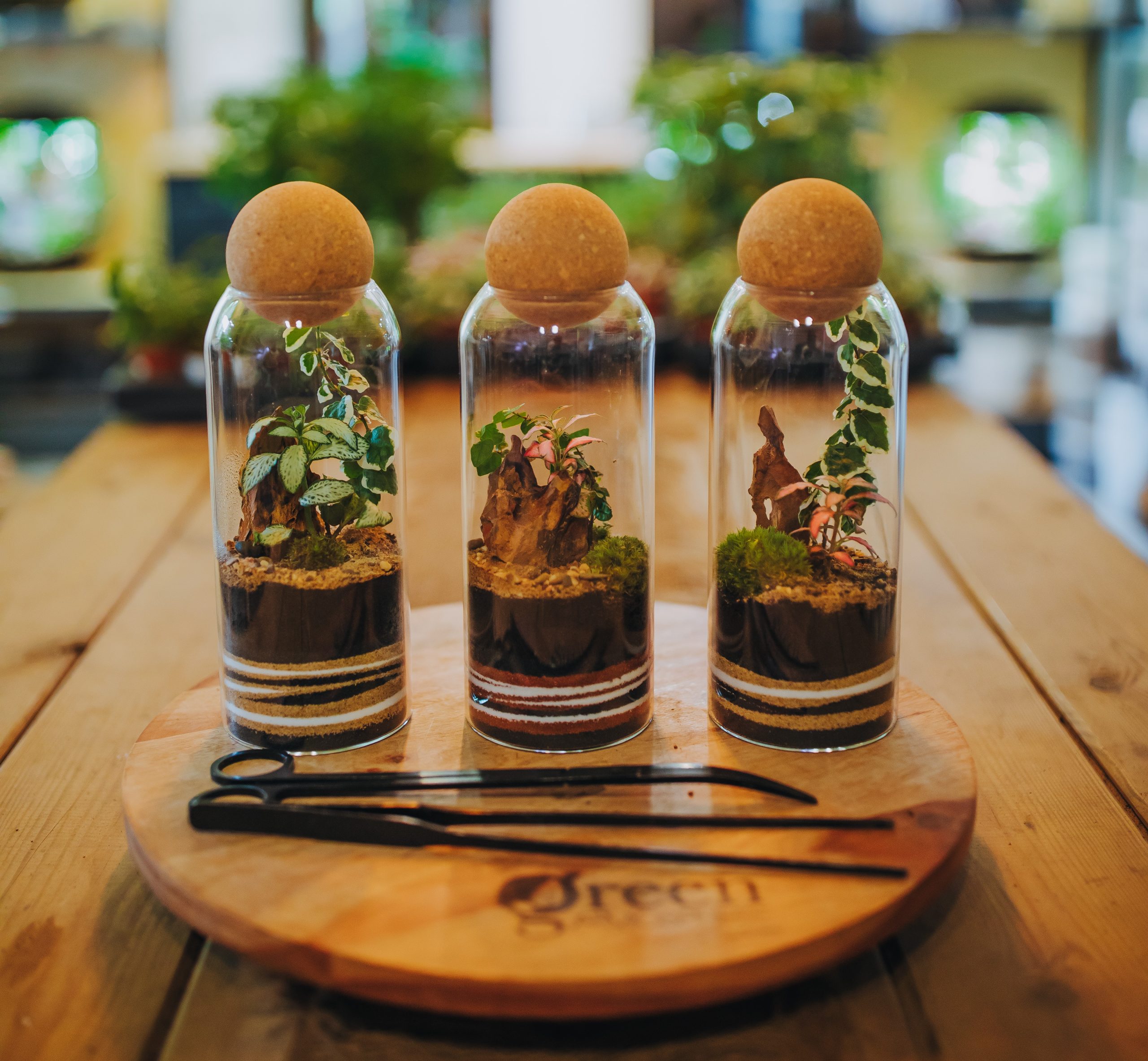 Mini terrariums clos et outils pour l'entretien d'un terrarium