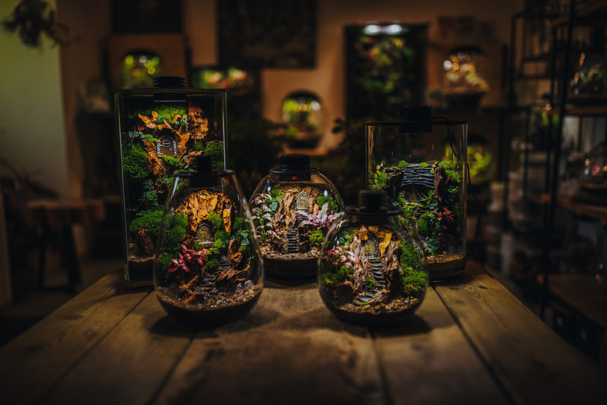 Terrariums artisanaux lumineux exposés dans l'atelier en Morbihan