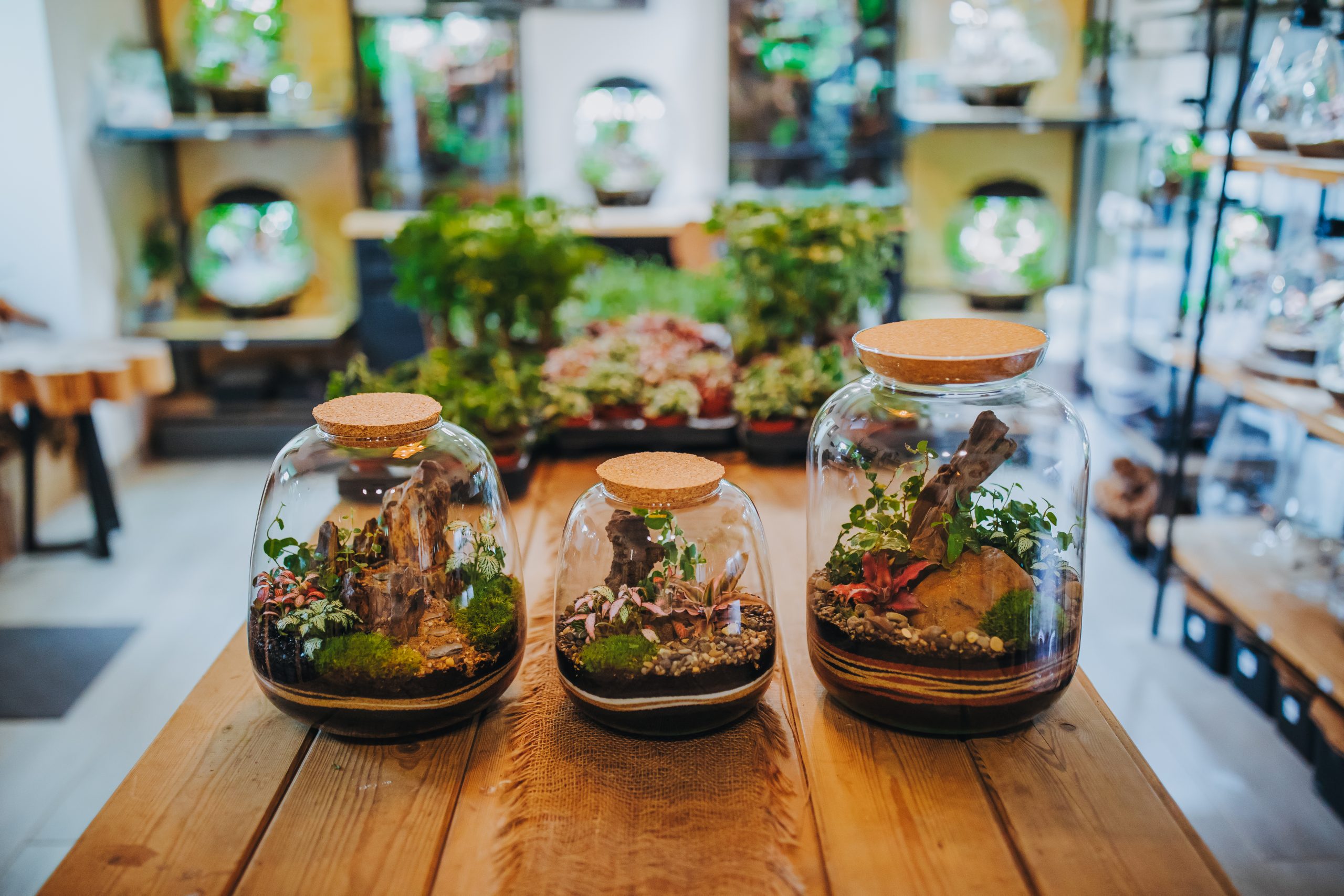 Trois terrariums artisanaux en bocal à bouchon liège, faits main en Morbihan