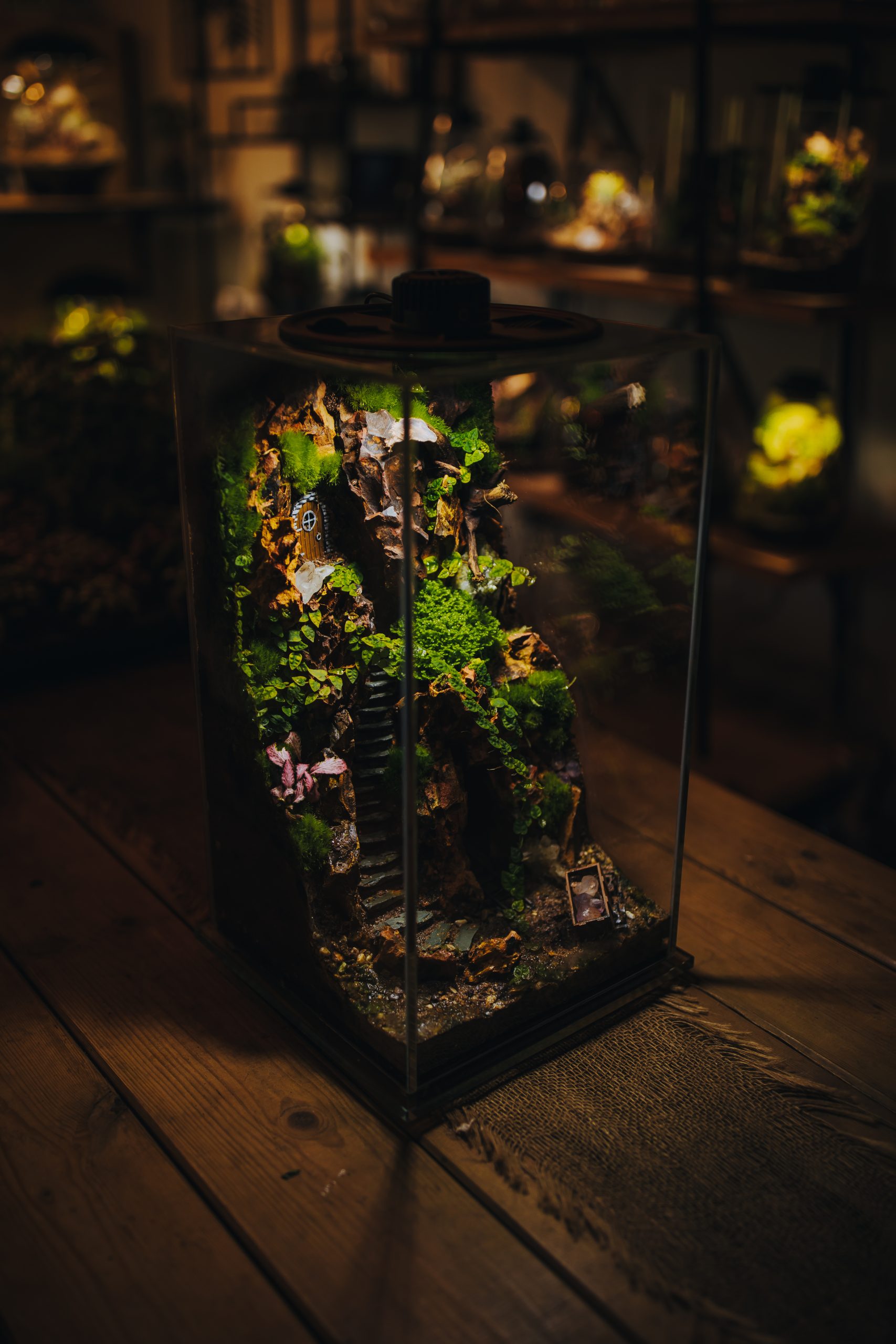 Terrarium en verre éclairé : la lumière, clé de l'entretien d'un terrarium